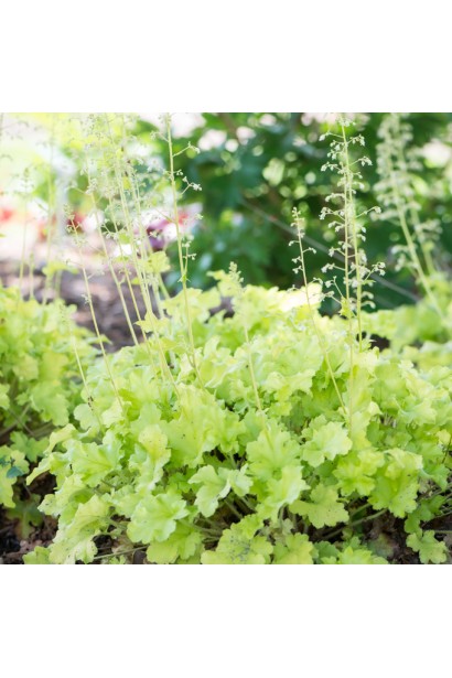 Гейхера гібридна Lime Swizzle на клумбі з квітами